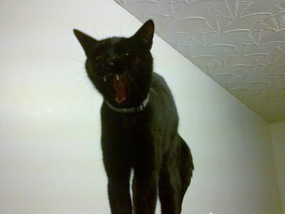 Horatio (devil cat) - 18 October 2008