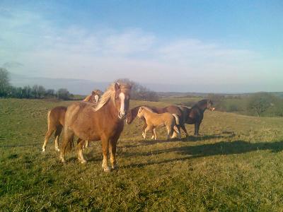 Mum's ponies - 13 December 2007