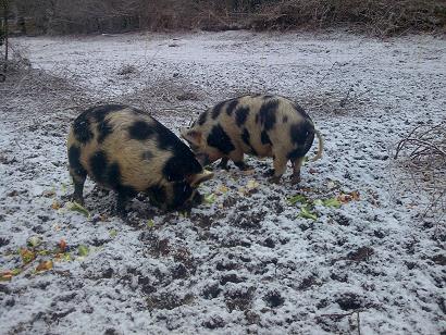 Scrumpy and Tia woke up just in time for their tea. Not snow-pigs!