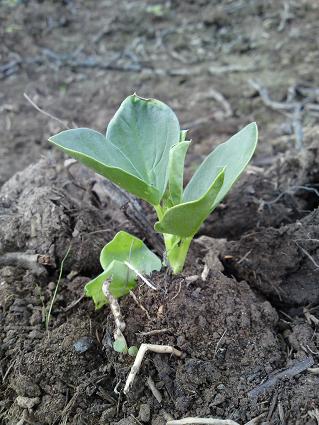 Mystery plant in the pig field