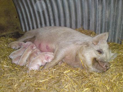 Pinky and her newborn piglets - 20 September 2009
