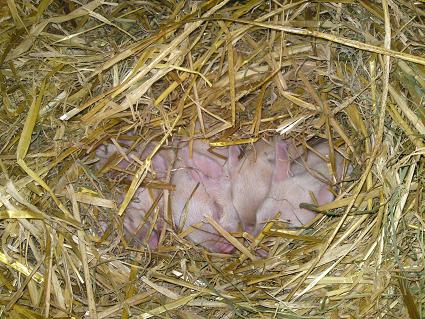 Pinky's piglets asleep in the straw - 26 September 2009