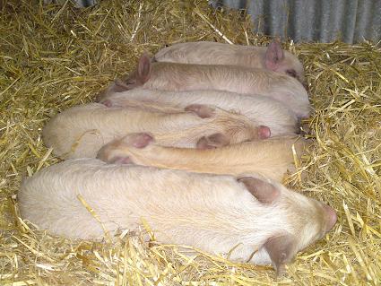 The piglets - 5 November 2009