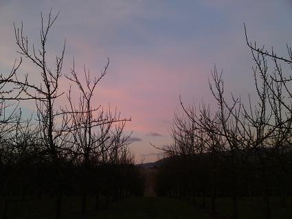 Sunset over the orchard - 11 February 2010